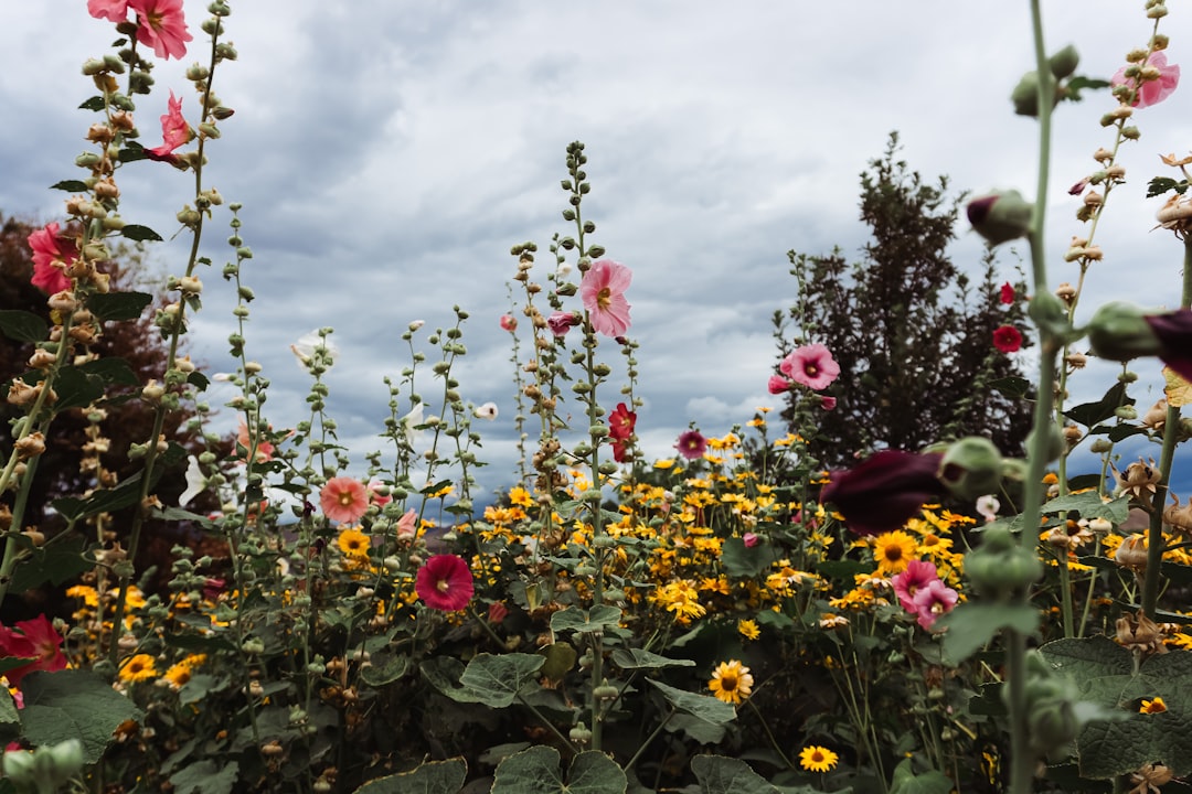 Gør haven klar til sommer: 7 tips til smukke blomsterbede