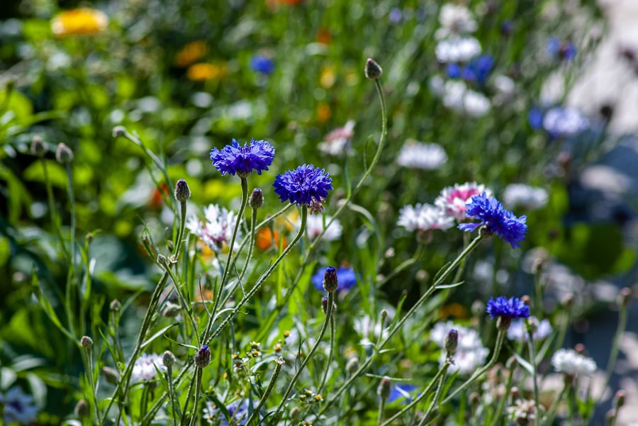Photo Summer Garden
